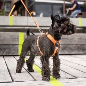 Dog V